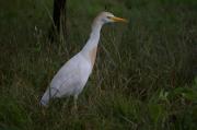 Esplugabous(Bubulcus ibis)