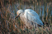 Esplugabous (Bubulcus ibis)