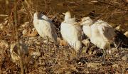 Esplugabous (Bubulcus ibis)