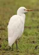 Esplugabous (Bubulcus ibis)