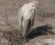 Esplugabous (Bubulcus ibis)