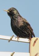 Estornell vulgar (Sturnus vulgaris)