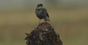 Estornell vulgar (Sturnus vulgaris)