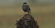 Estornell vulgar (Sturnus vulgaris)