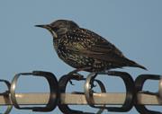 Estornell vulgar (Sturnus vulgaris)