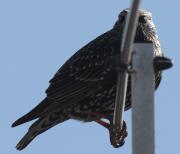 Estornell vulgar (Sturnus vulgaris)