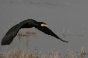 corb marí (phalacrocorax carbo)