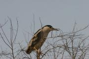 Martinet de nit Nycticorax nycticorax