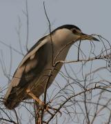 Martinet de nit ( Nycticorax nycticorax)