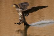 corb marí,  (Phalacrocorax carbo)