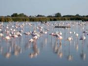 Flamencs, Pont de Gau, Saintes Maries de la Mer , Camarga