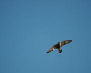 2/3-Falcó pelegrí jove. Halcón común (Falco peregrinus)