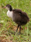 Cria de Fotja, focha (Fulica atra)