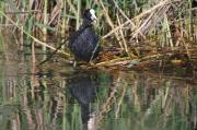 Fotja vulgar(Fulica atra)