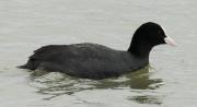 Fotja vulgar (Fulica atra)