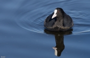 Fotja vulgar  (fulica atra)