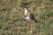 Fredaluga coronada (Vanellus coronatus)