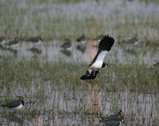 Fredeluga en vol (Vanellus vanellus)