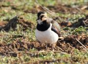 Fredeluga europea (Vanellus vanellus)