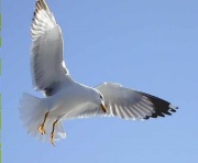 Gavià argentat de potes grogues occidental (Larus Michaellii)