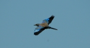 Gaig blau. Carraca europea (Coracias garrulus)