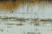 Gamba Roja Pintada (Tringa erythropus)