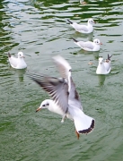 Gavina vulgar (Larus ridibundus)