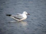 Gaviota capblanca, gaviota picofina (Larus genei)