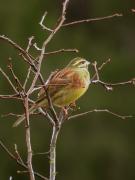 Gratapalles mascle (Emberiza cirlus)