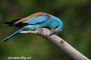 Gaig blau (Coracias garrulus)