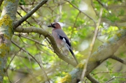 Gaig (Garrulus glandarius)