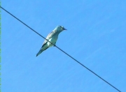 Gaig blau (Coracias garrulus)