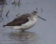 Gamba verda (Tringa nebularis)