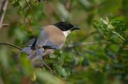 Garsa blava(Cyanopica cyana)