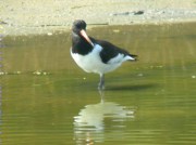 Garsa de mar (Haematopus ostralegus)