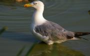 Gaviá argentat(Larus michaellis)