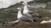 Gavià argentat (Larus michahellis)