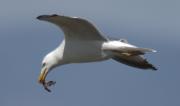 Gavià argentat (Larus michahellis) + Cranc de riu americà (Procambarus clarkii)