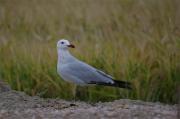 Gavina corsa(Larus audouinii)