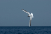 Gavina vulgar (Larus ridibundus)