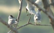 Gavina vulgar (Larus ridibundus)