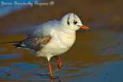 Gaviota Reidora