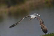 Gaviota patiamarilla (Larus cachinnans)