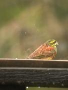 Gratapalles sota la pluja (Emberiza cirlus)