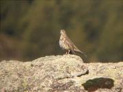 Griva, zorzal charlo (Turdus viscivorus)