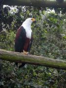 Aguila pescadora vocinglera, pygargue vocifer, african fish eagle (Haliaethus vocifer)