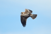 Aguila calzada (Hieraaetus pennatus)