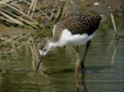 Cria de cames llargues (Himantopus himantopus)