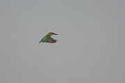 Blauet (Alcedo athis)