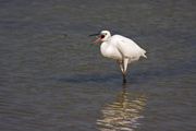 Martinet blanc, Egretta garzetta